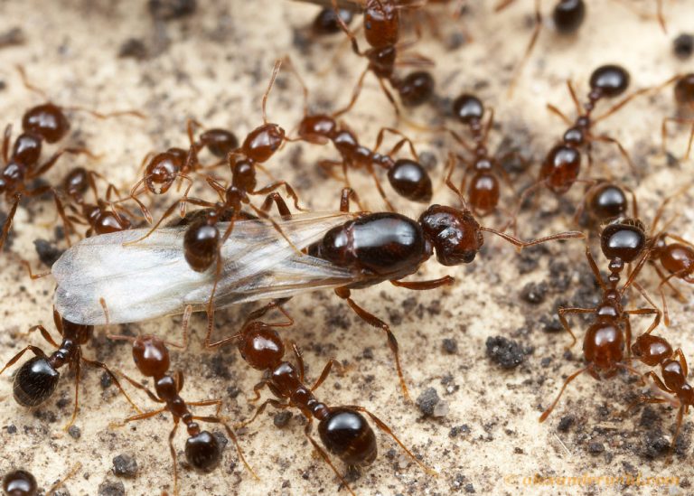 Preventing the spread of Solenopsis invicta
