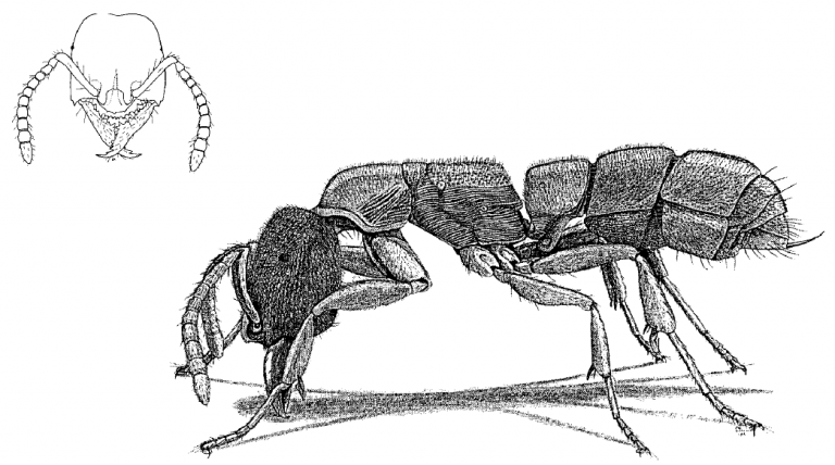 Amblyopone pallipes