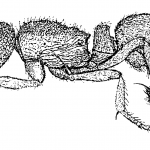 Proceratium croceum – OhioAnts