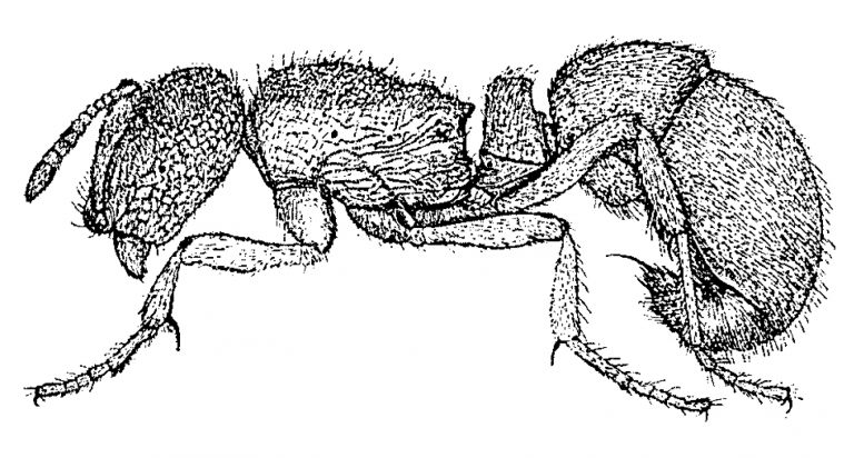 Proceratium croceum