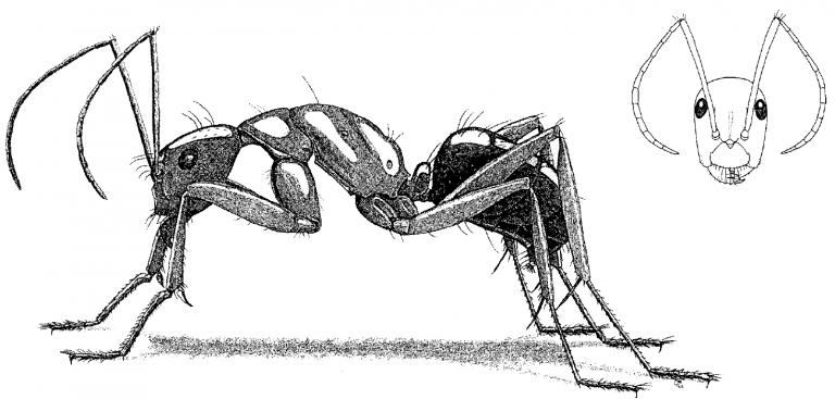 Camponotus castaneus