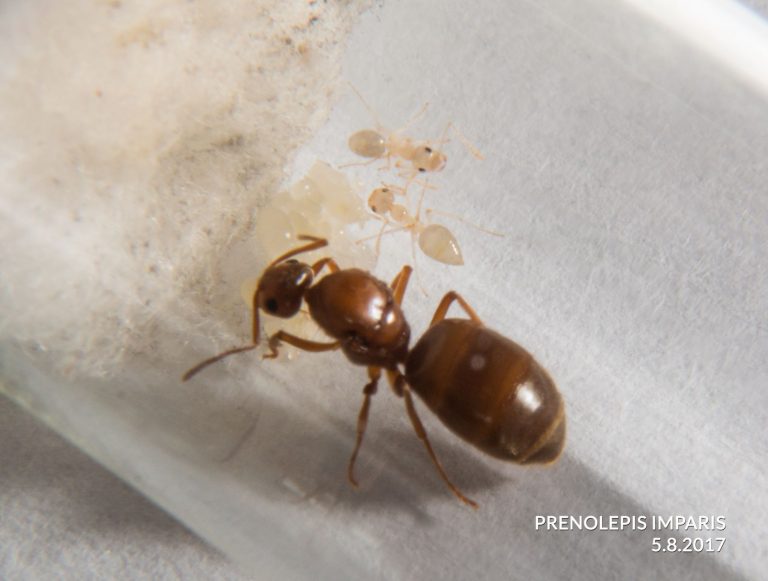 Prenolepis imparis Journal