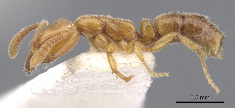 Hypoponera ragusai