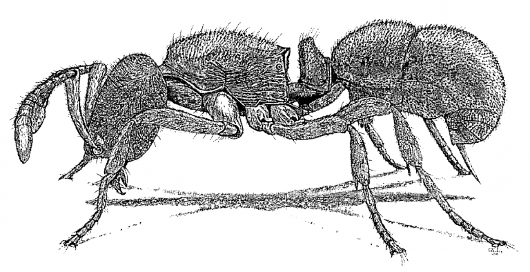 Proceratium silaceum