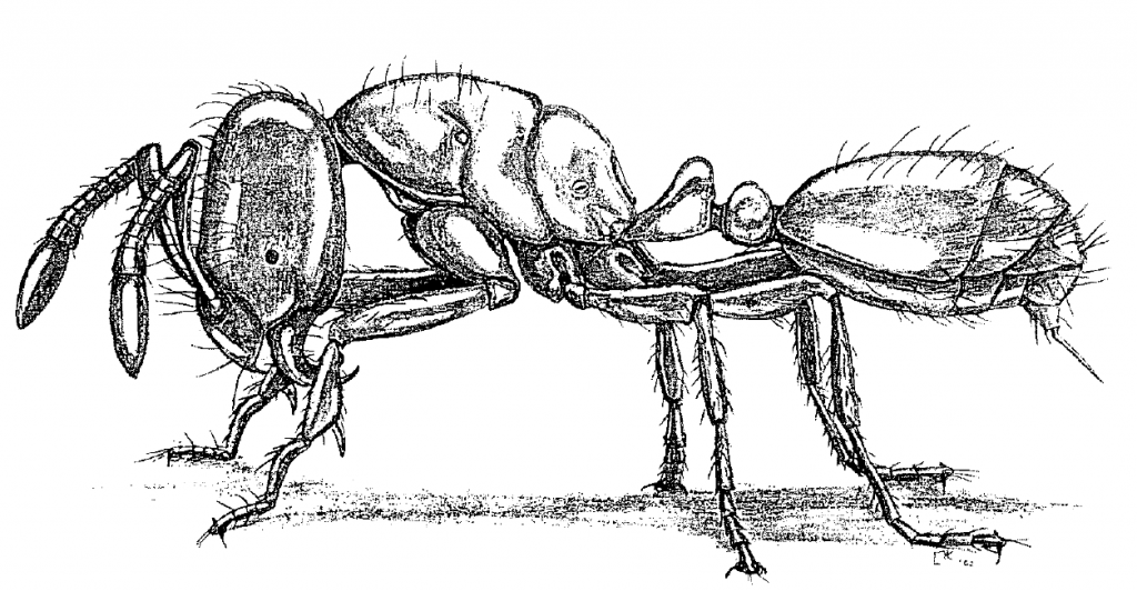 Solenopsis molesta molesta (Say). Drawing by Holly K. Coovert