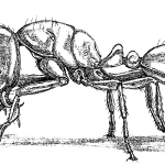 Solenopsis molesta molesta (Say). Drawing by Holly K. Coovert