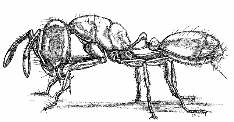 Solenopsis molesta