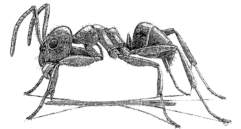 Lasius Neoniger