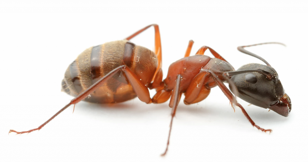 Camponotus (C.) chromaiodes