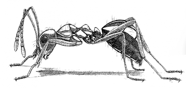Prenolepis imparis