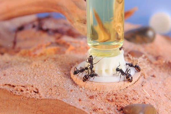 GALILEO Liquid Ant Feeder Feeding Kit (byFormica)