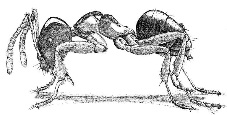 Brachymyrmex depilis