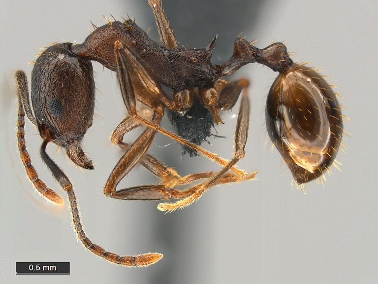 Aphaenogaster fulva