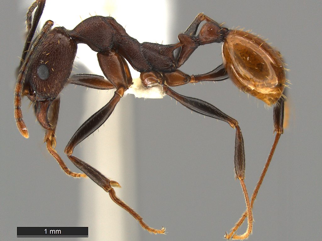 http://www.antwiki.org/wiki/images/d/d7/Aphaenogaster-lamellidens-MCZ001L.jpg