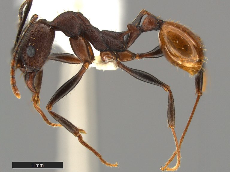 Aphaenogaster lamellidens