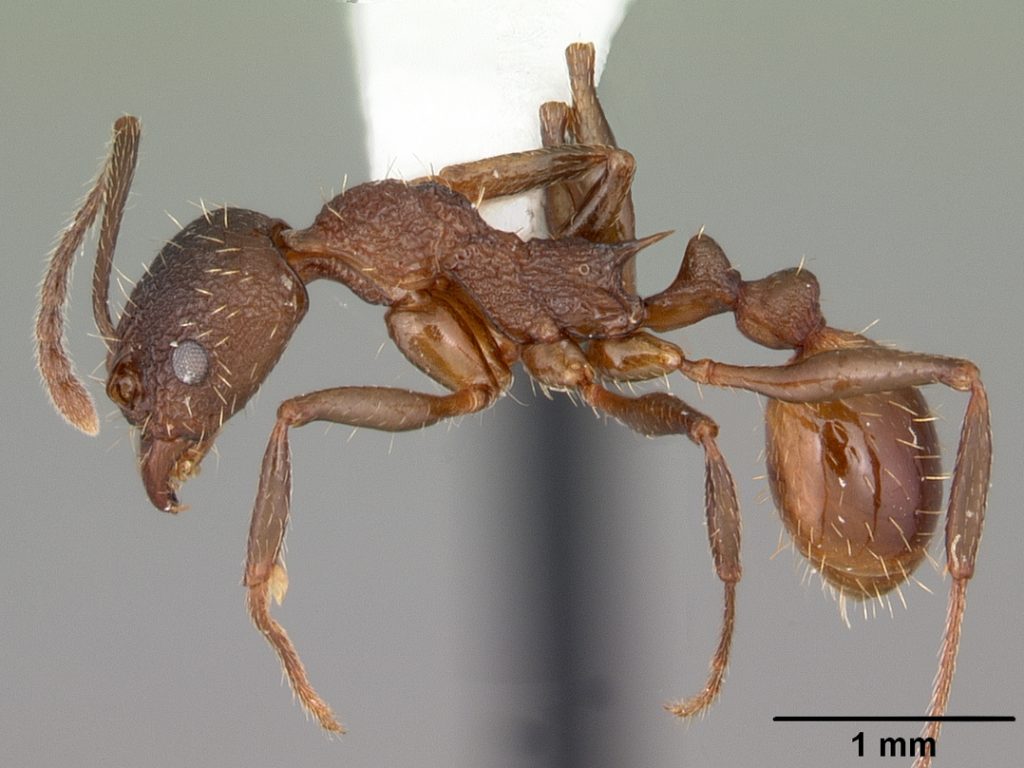 http://www.antwiki.org/wiki/images/7/7a/Aphaenogaster_mariae_casent0103599_profile_1.jpg