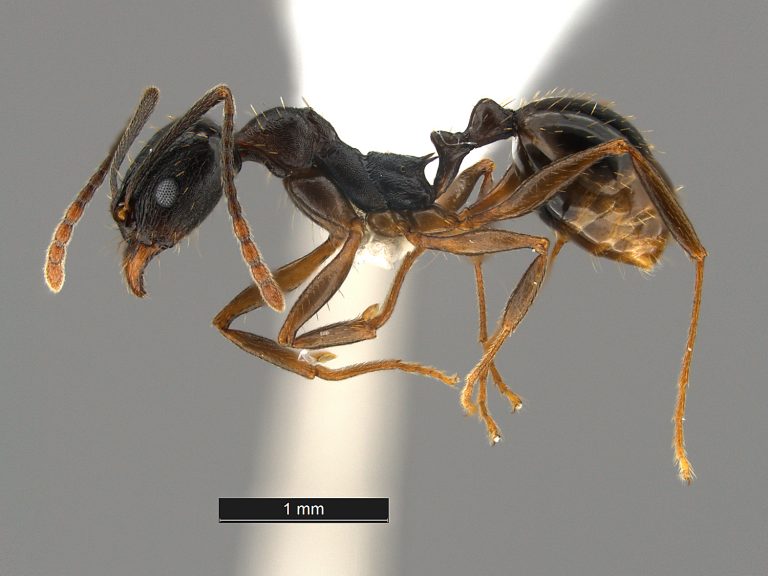 Aphaenogaster picea