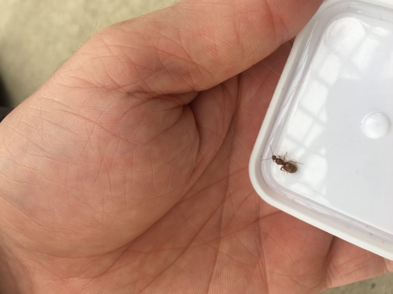 The P. imparis are flying in Ohio, First of 2019!