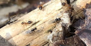 Prenolepis imparis prepare for flight in Southern Ohio